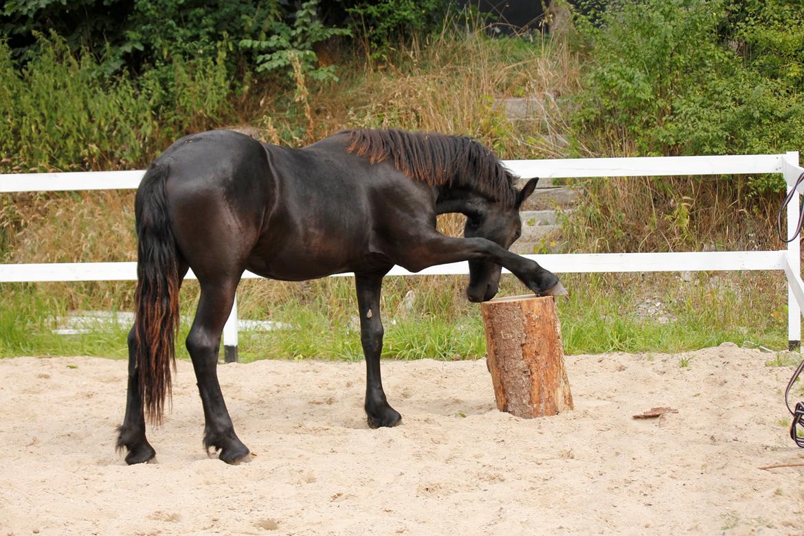 Frieser Myrrha van Høgstedgaard billede 10