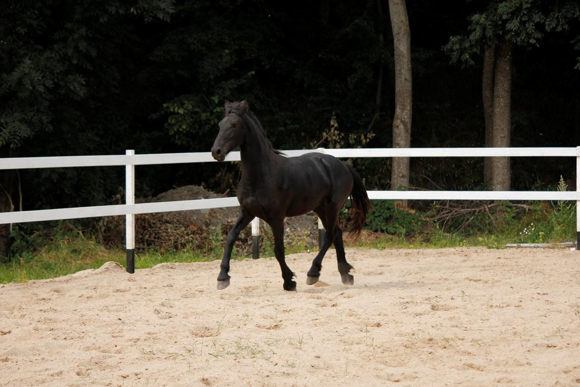 Frieser Myrrha van Høgstedgaard billede 11