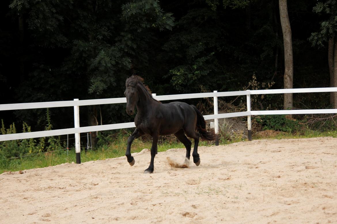 Frieser Myrrha van Høgstedgaard billede 12