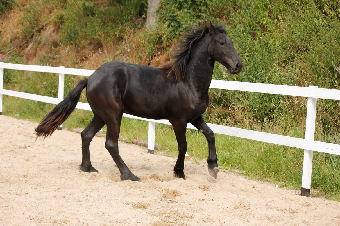 Frieser Myrrha van Høgstedgaard - my august 13 billede 1