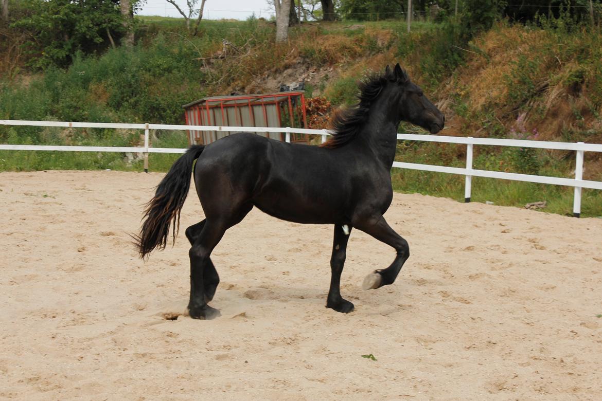 Frieser Myrrha van Høgstedgaard billede 13