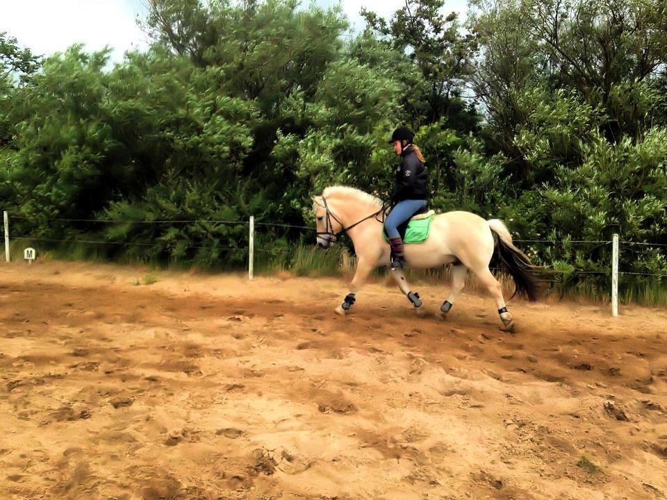 Fjordhest KALIF - Træning efter en pause pga. længerevarende sygdom hos mig   billede 20
