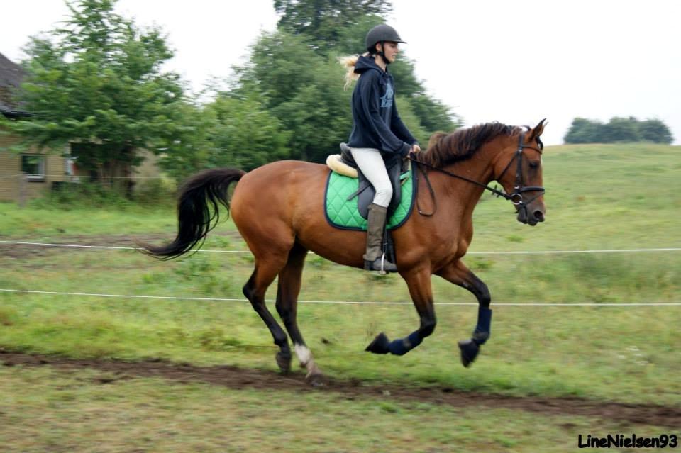 Anden særlig race Claudemirs Lacosta *Skadet* billede 6