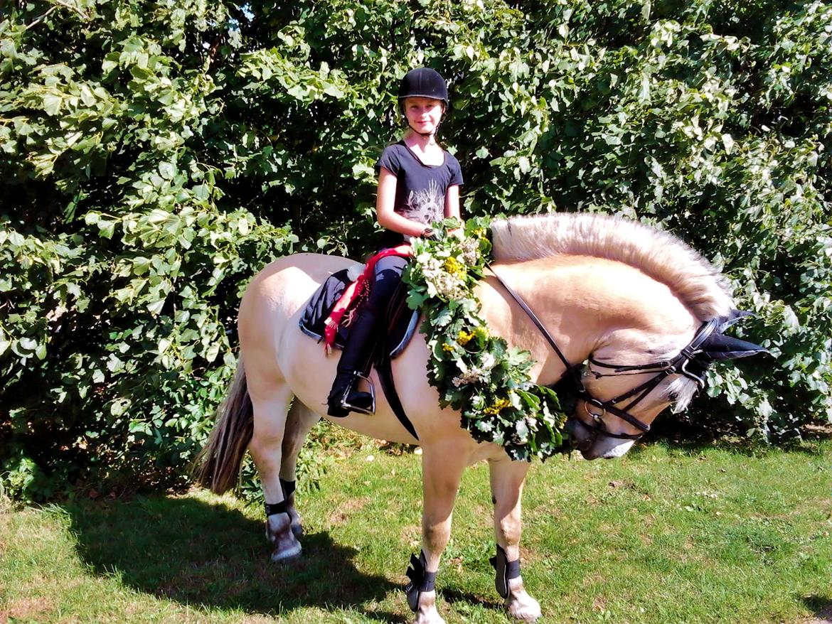 Fjordhest KALIF - Ringriderhest :D billede 13