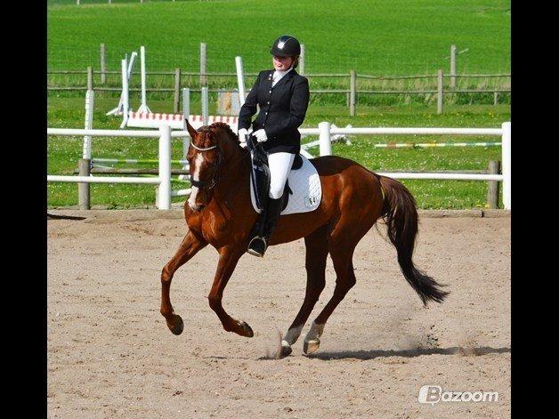 Hannoveraner Rawelt billede 15