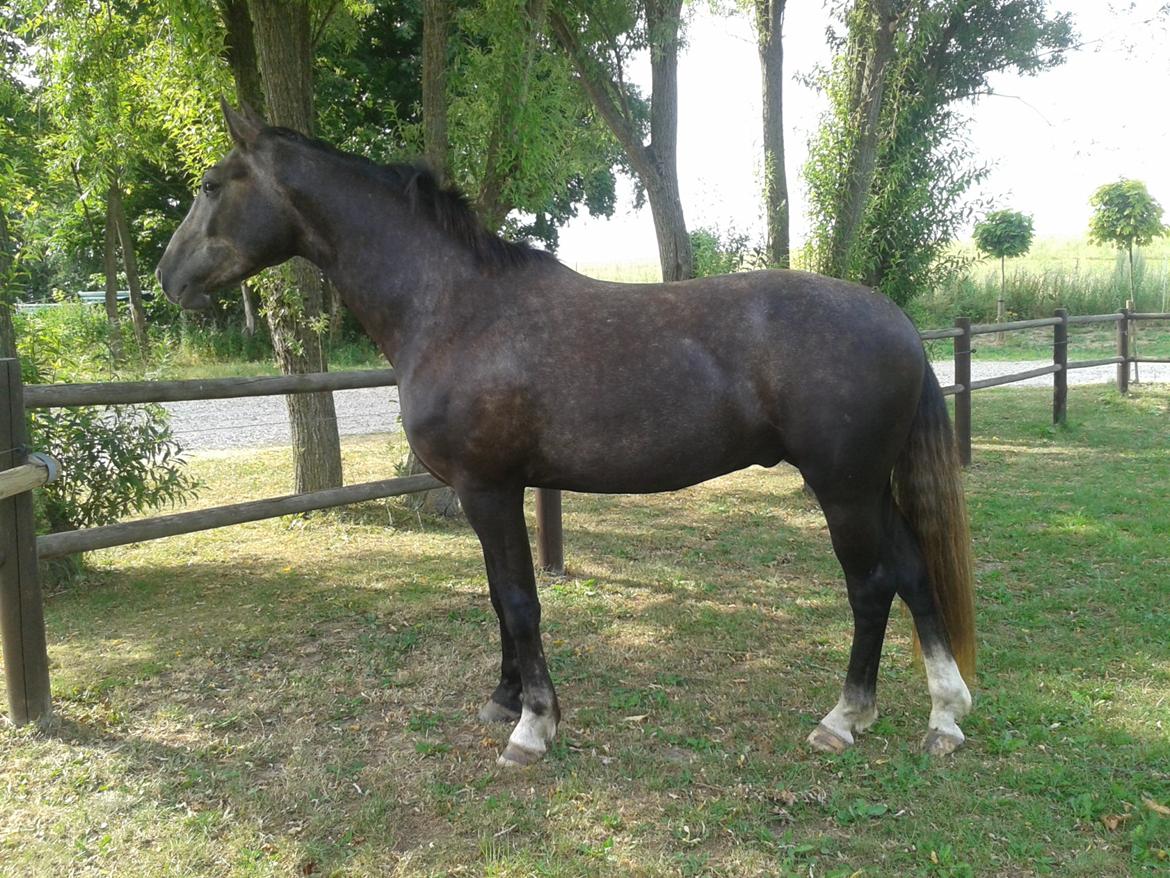 Anden særlig race Stendalsgaards d'luxe [Himmelhest] - Store smukke "Luske-buks", juli 2013. billede 6