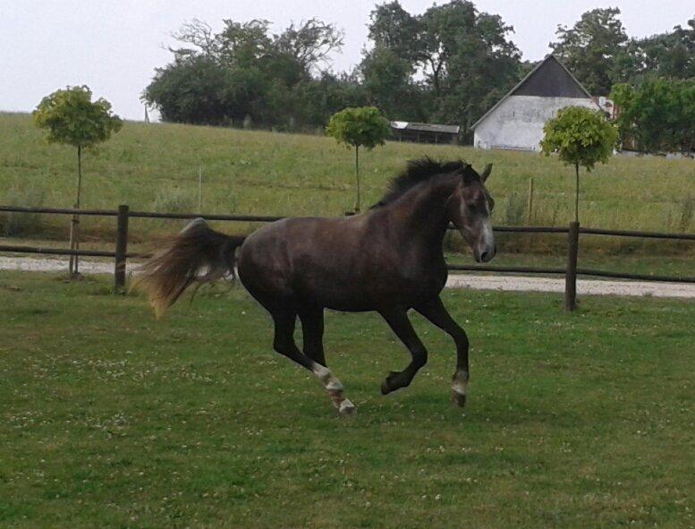 Anden særlig race Stendalsgaards d'luxe [Himmelhest] - Jubiii, "Luske" i fuld galop, juli 2013. billede 8