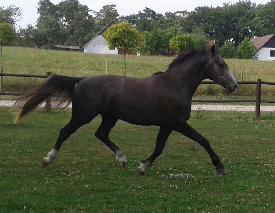 Anden særlig race Stendalsgaards d'luxe [Himmelhest] - D'luxe blærer sig rigtig, juli 2013. billede 9