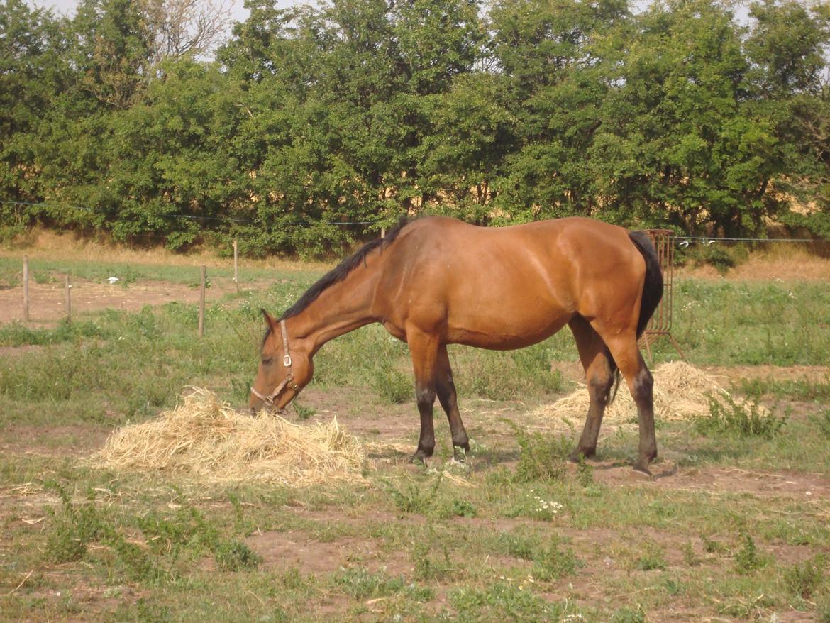 Hollandsk Varmblod Woberlina T billede 2