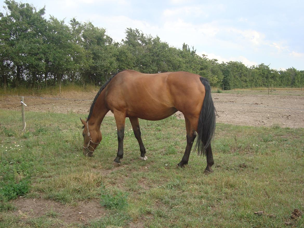 Hollandsk Varmblod Woberlina T billede 3