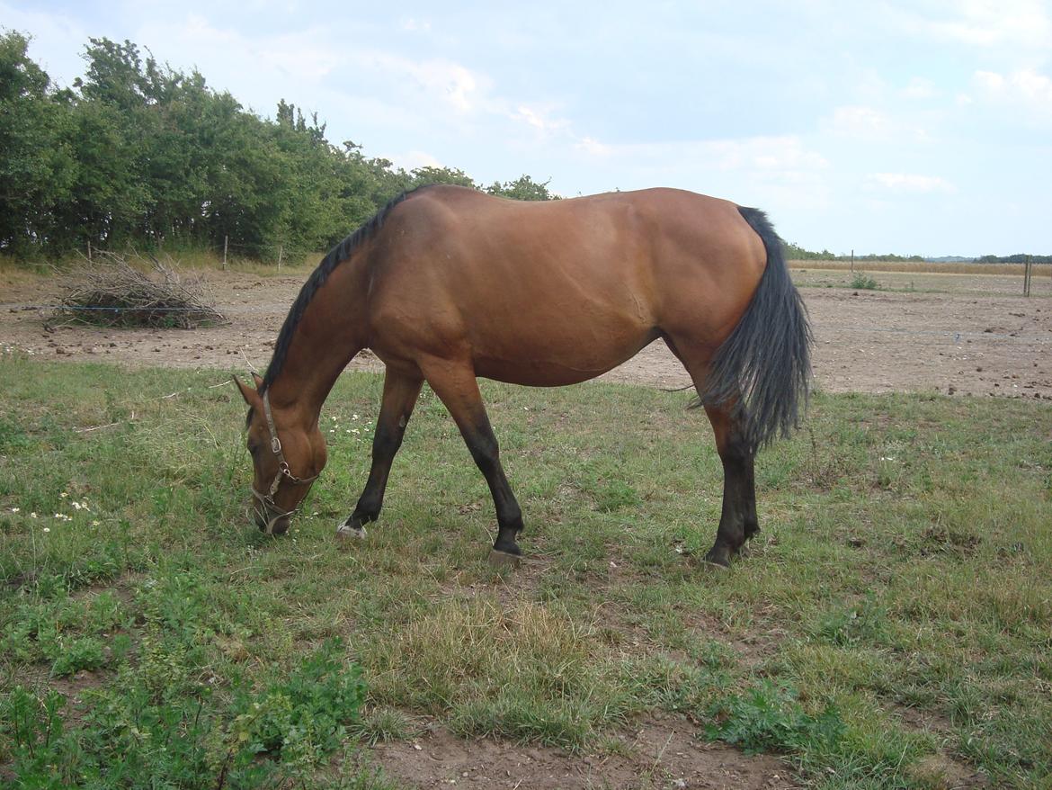 Hollandsk Varmblod Woberlina T billede 4