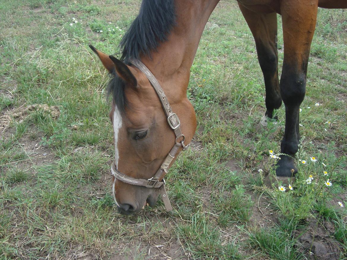 Hollandsk Varmblod Woberlina T billede 5