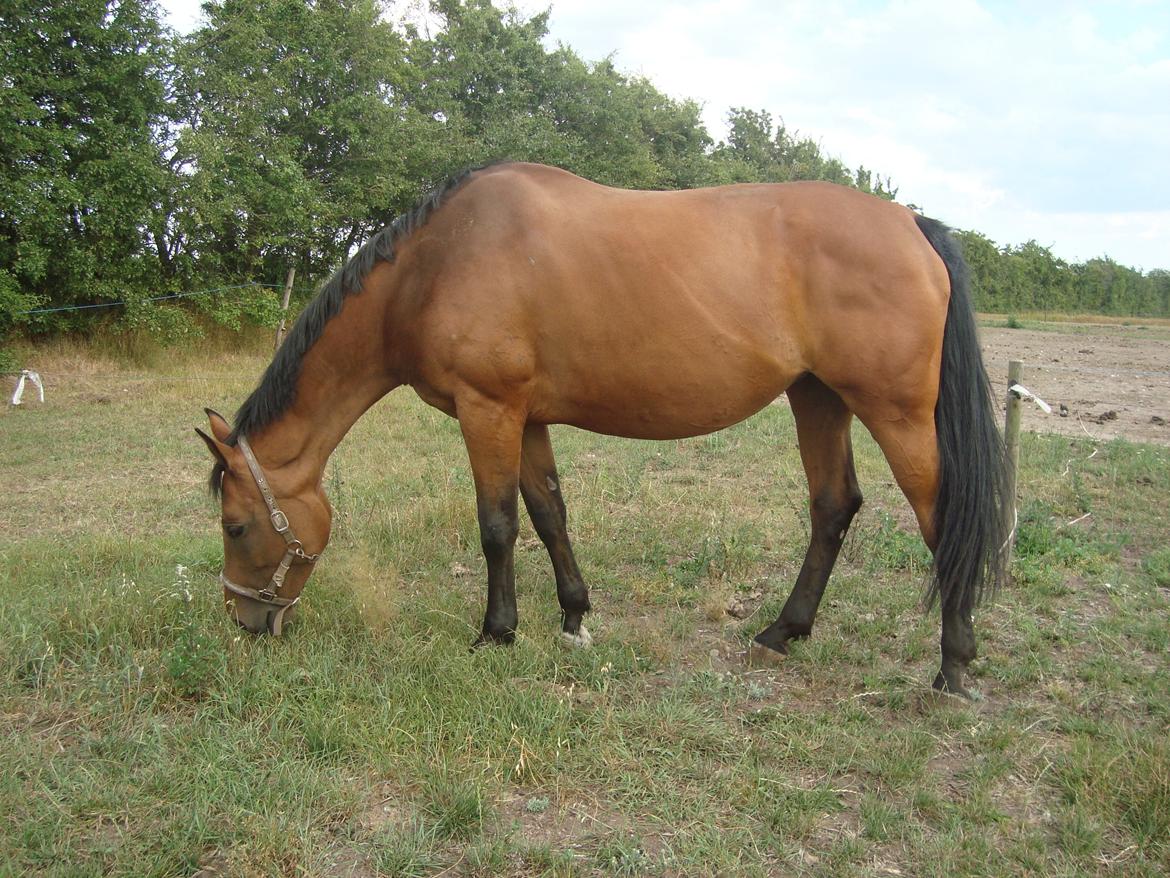 Hollandsk Varmblod Woberlina T billede 7