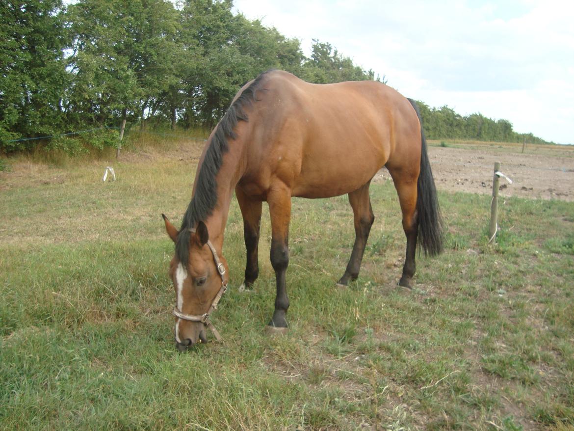 Hollandsk Varmblod Woberlina T billede 8