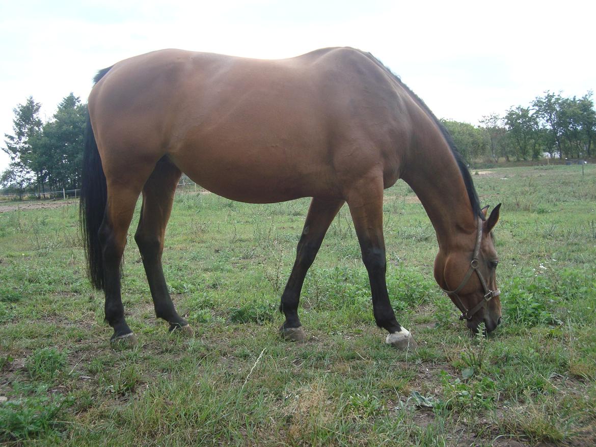 Hollandsk Varmblod Woberlina T billede 9