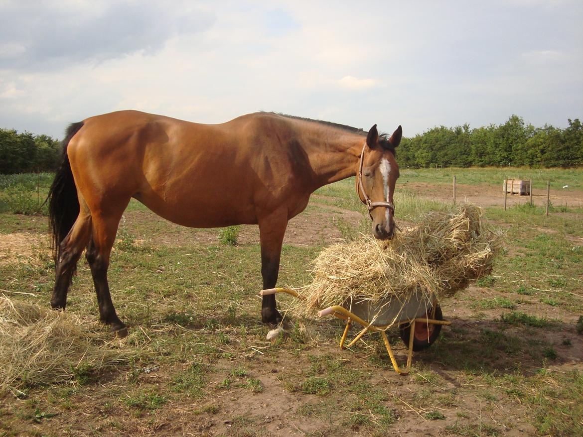 Hollandsk Varmblod Woberlina T billede 10