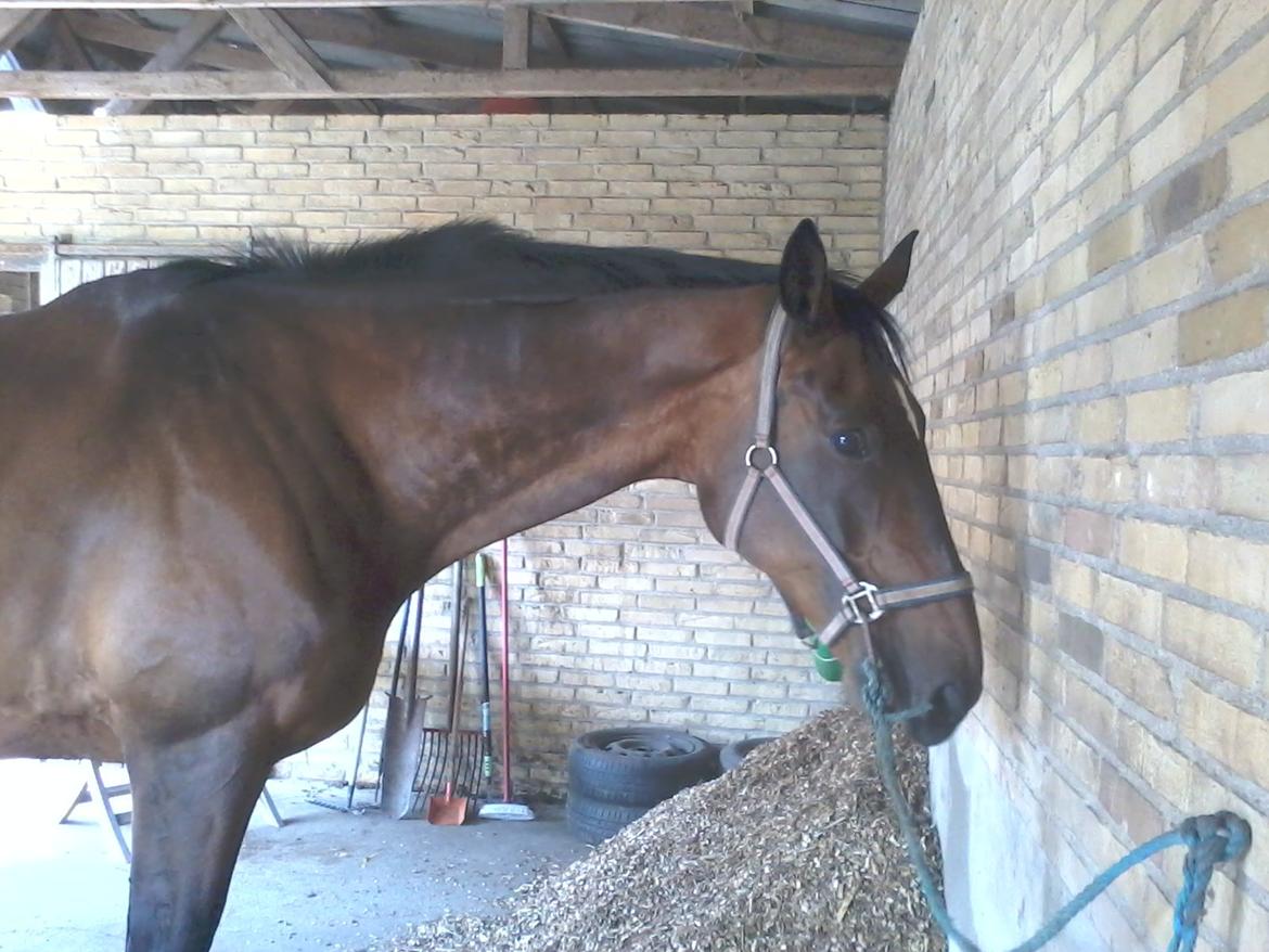 Dansk Varmblod SCHWANTE - D. 05/08-2013 Første gang inde i løsdriften og blive striglet billede 18