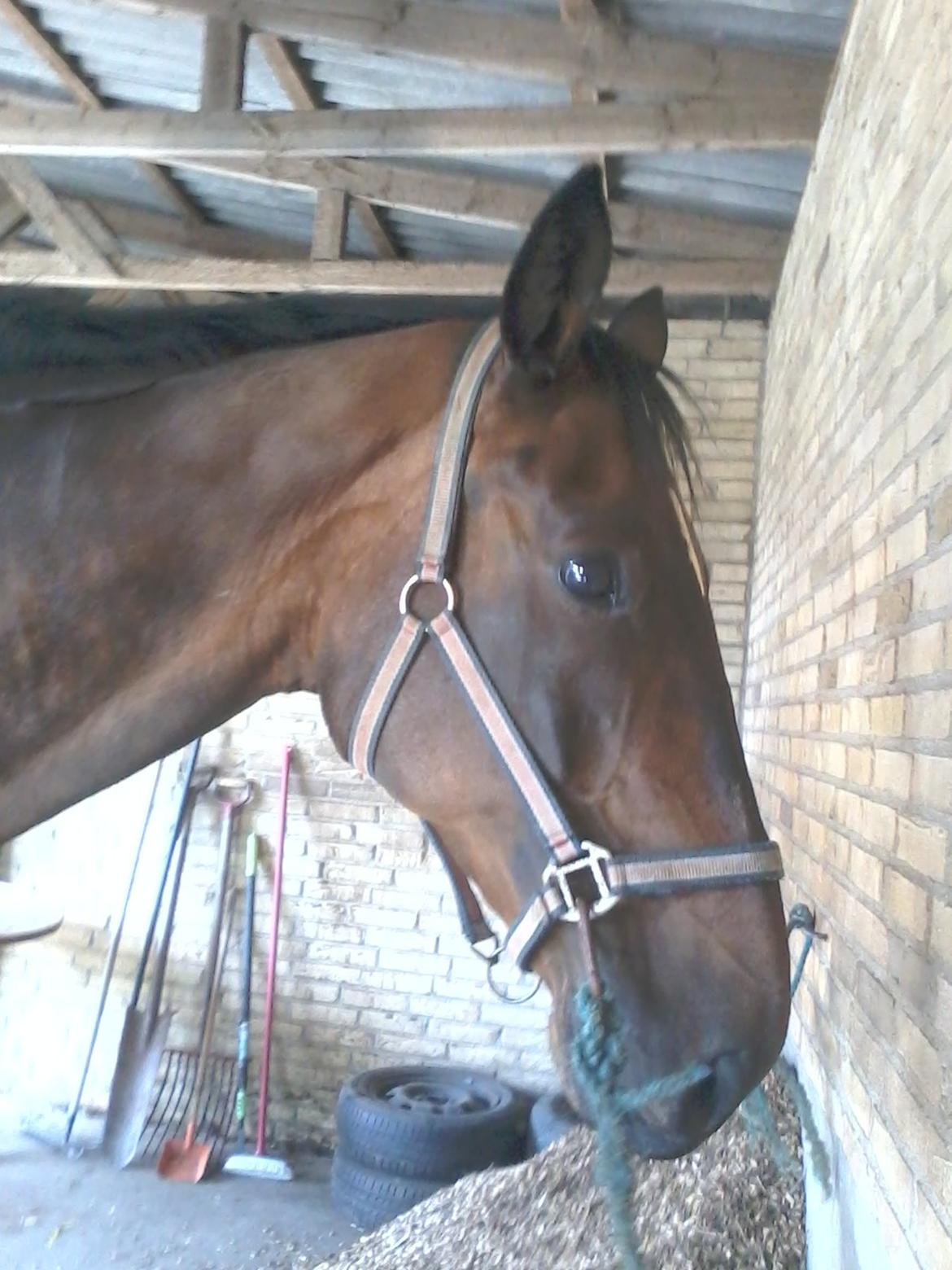 Dansk Varmblod SCHWANTE - D. 05/08-2013 billede 19