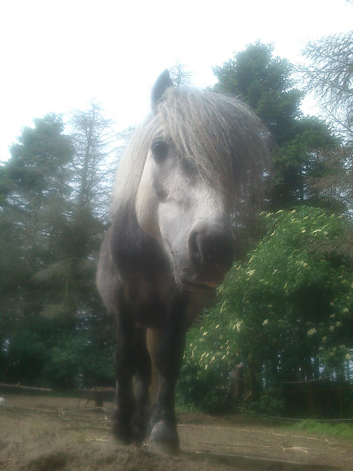 Anden særlig race rocky R.I.P - 2013 5 år billede 17