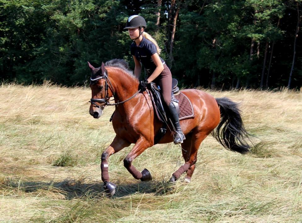 DSP Nørlunds Beatrice (Eltina) billede 14