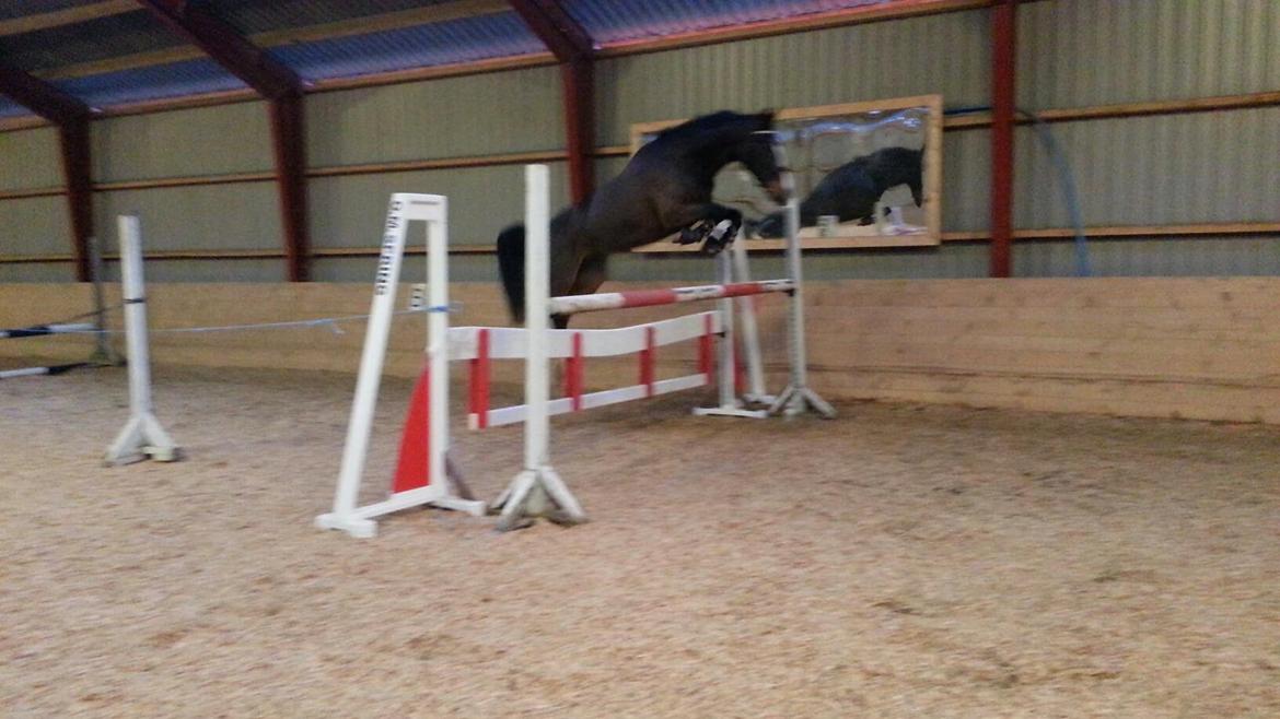 Hollandsk Sportspony Philippa - Sydjysk mester military 2014 - Philippa springer 120cm i løsspring !!! :) <3 billede 19