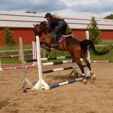 Hollandsk Sportspony Philippa - Sydjysk mester military 2014 billede 20