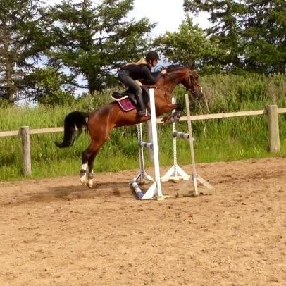 Hollandsk Sportspony Philippa - Sydjysk mester military 2014 billede 6