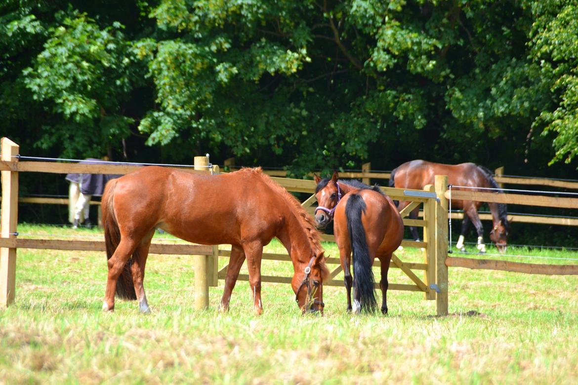 New Forest Eskebæks Mischia (Solgt) - Fold i parken med Girly. 27/6-13 billede 14