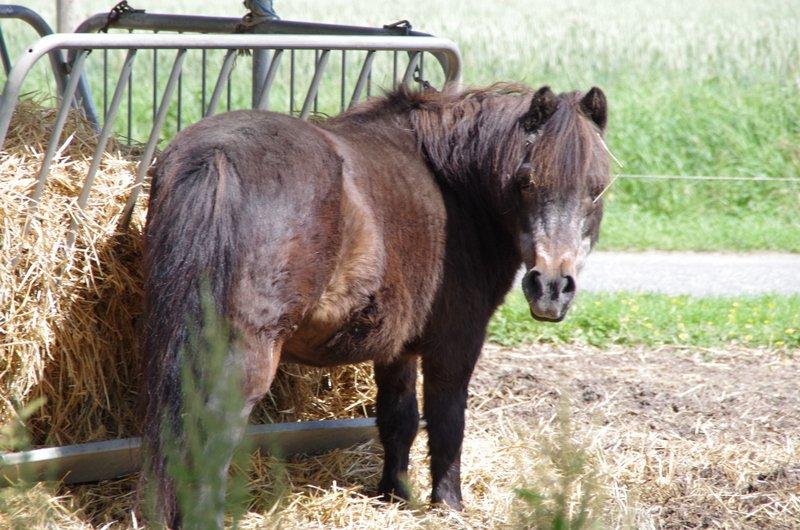 Shetlænder Jonas billede 18