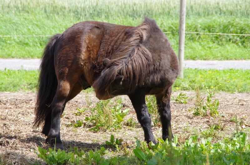 Shetlænder Jonas billede 19