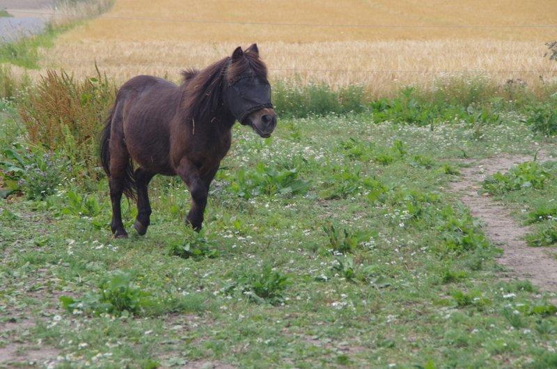 Shetlænder Jonas billede 20