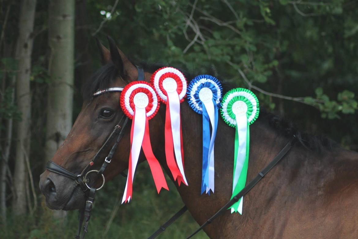 DSP Darling (Prinsessen<3) - Roset dyret til ponyuge 2013! 4 ud af 6! Seje reje! Baun Photo billede 3