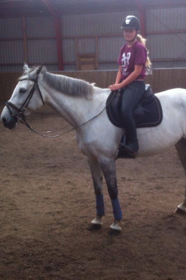 Holstener Cassie - Sommer 2013. Hårdt at komme i gang igen efter ferie! billede 15