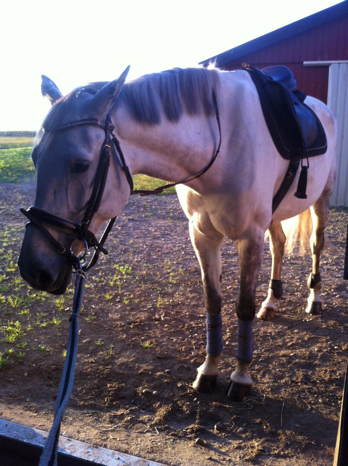 Holstener Cassie - Sommer 2013. Hårdt at komme i gang igen efter ferie! billede 16