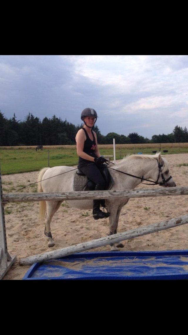 Welsh Mountain (sec A) schnoor`s tifan faye billede 13