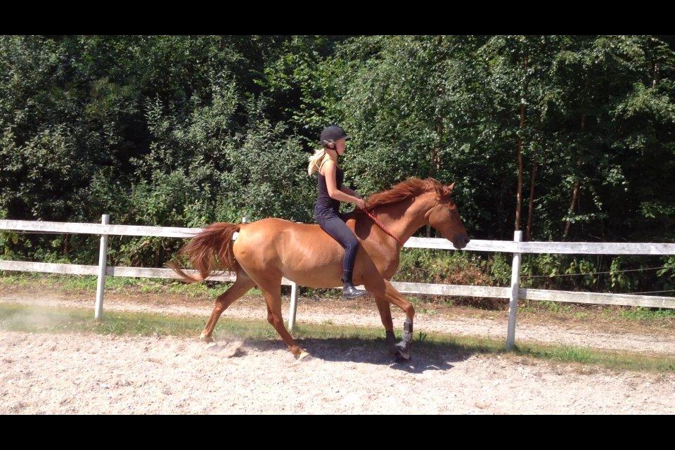 Anden særlig race Celina - Rider i cordeo for første gang, også enda i galop! Dejlige pony! <3 billede 18