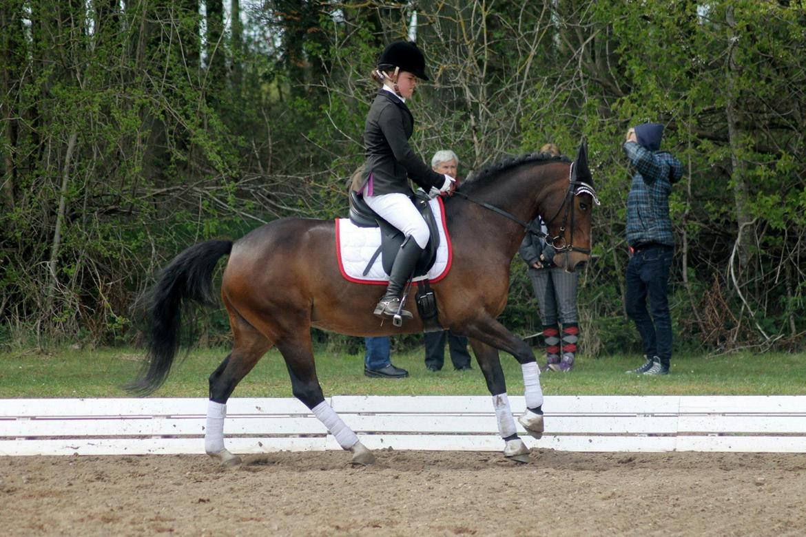 DSP Darling (Prinsessen<3) - MORSØ 2013! her i en Lb3 :-* Sødeste pony! Baun Photo billede 17