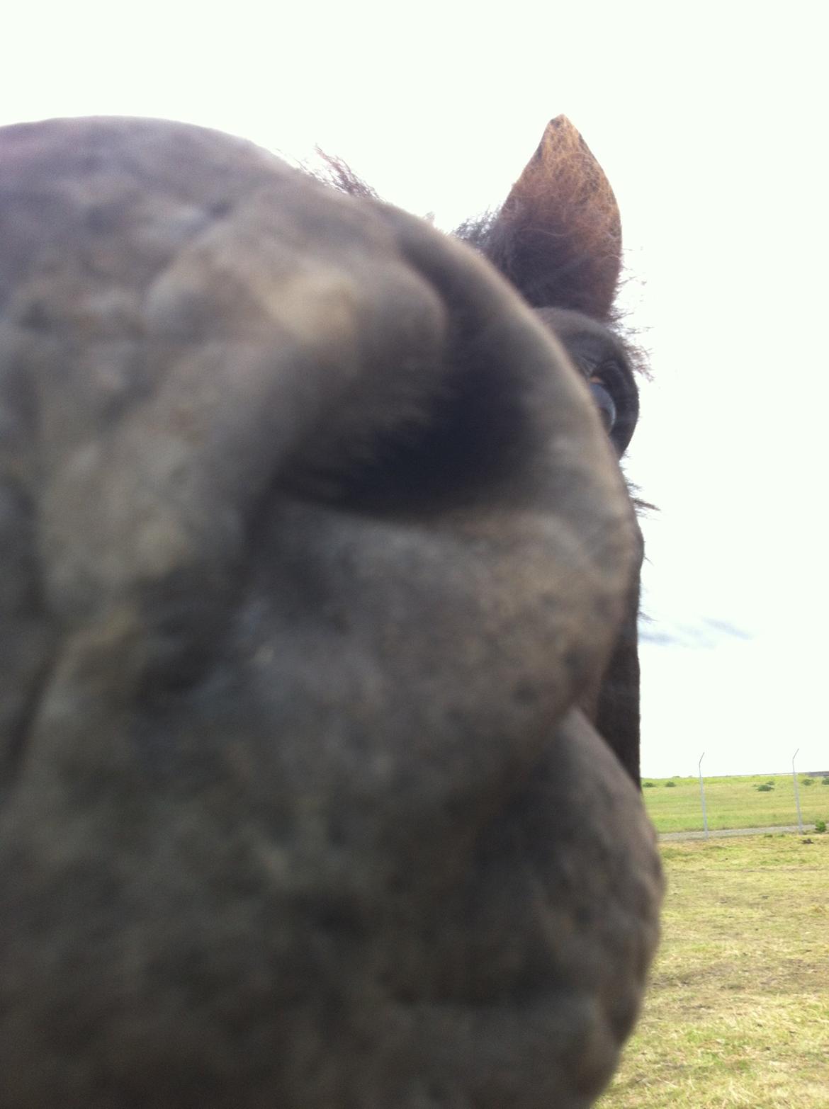 Hollandsk Sportspony Black Boy billede 9