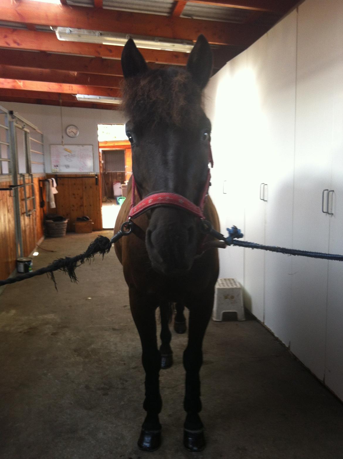 Hollandsk Sportspony Black Boy billede 10