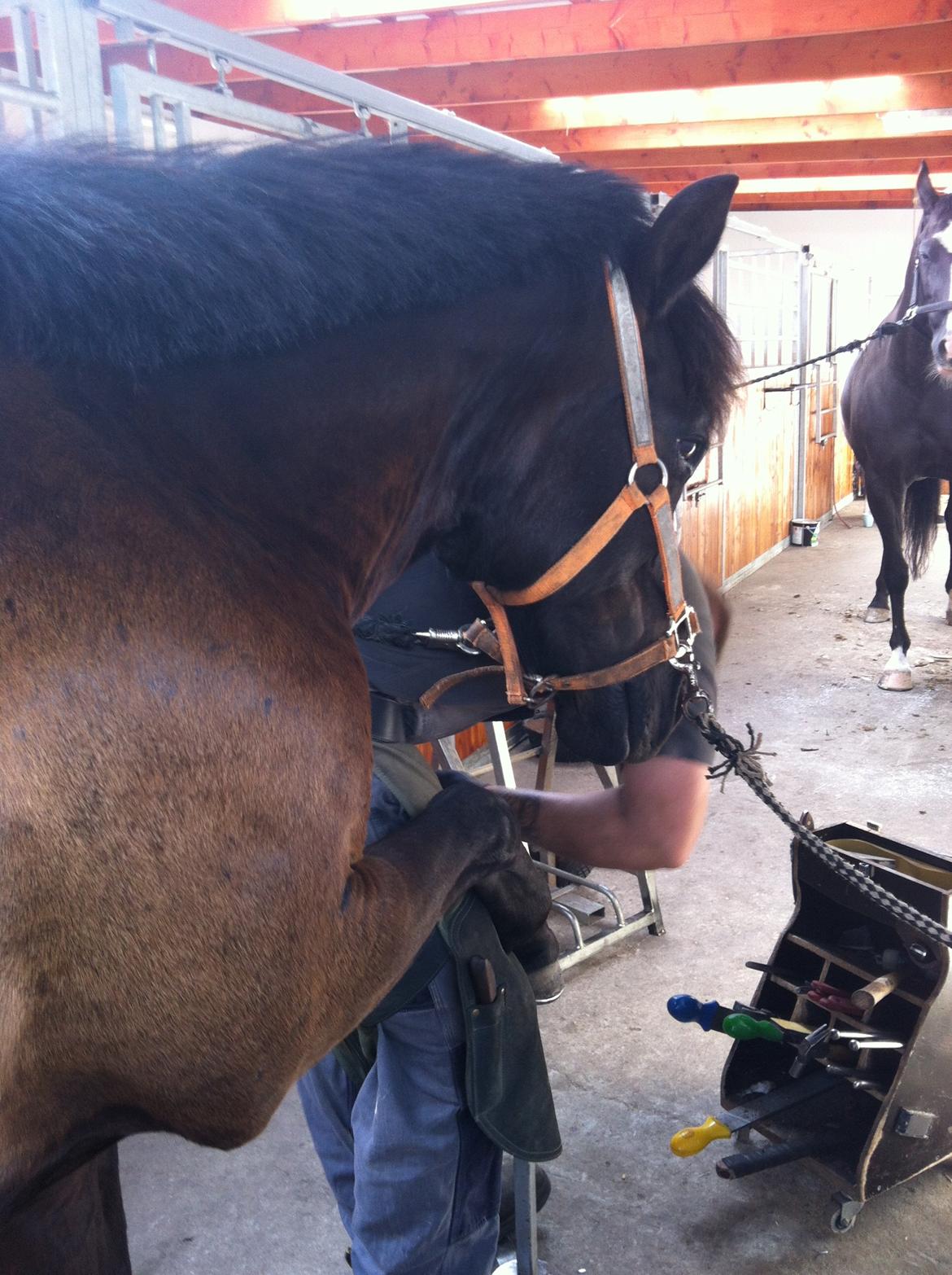 Hollandsk Sportspony Black Boy billede 11