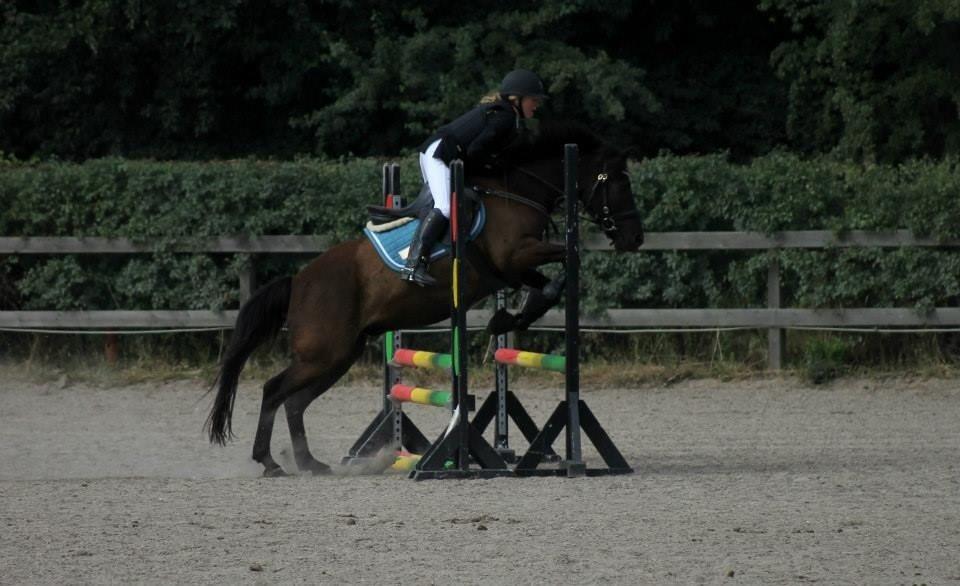 Hollandsk Sportspony Black Boy - vores første stævne! billede 12