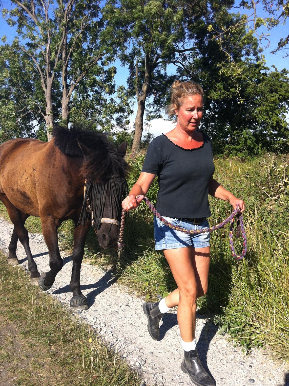 Hollandsk Sportspony Black Boy billede 13