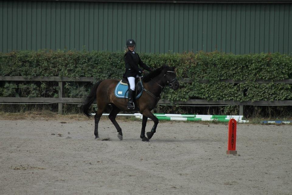 Hollandsk Sportspony Black Boy - vores første stævne! billede 15