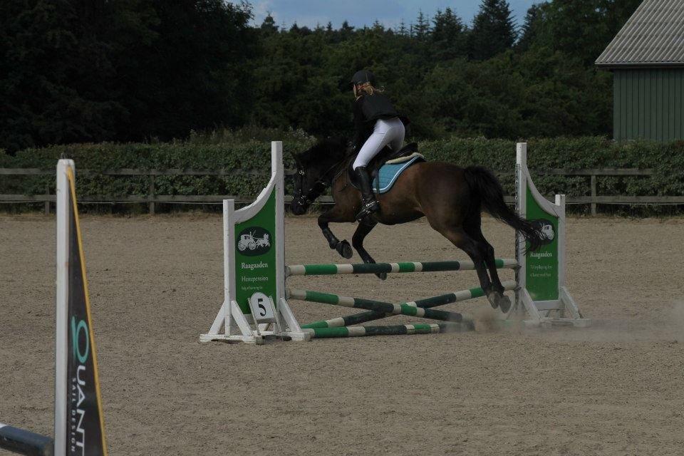 Hollandsk Sportspony Black Boy billede 16