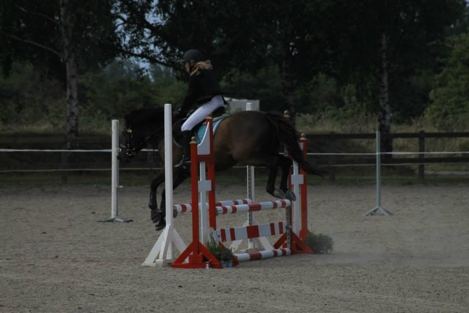 Hollandsk Sportspony Black Boy billede 17