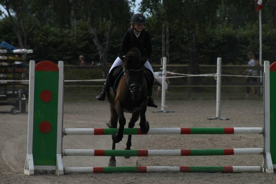 Hollandsk Sportspony Black Boy billede 18