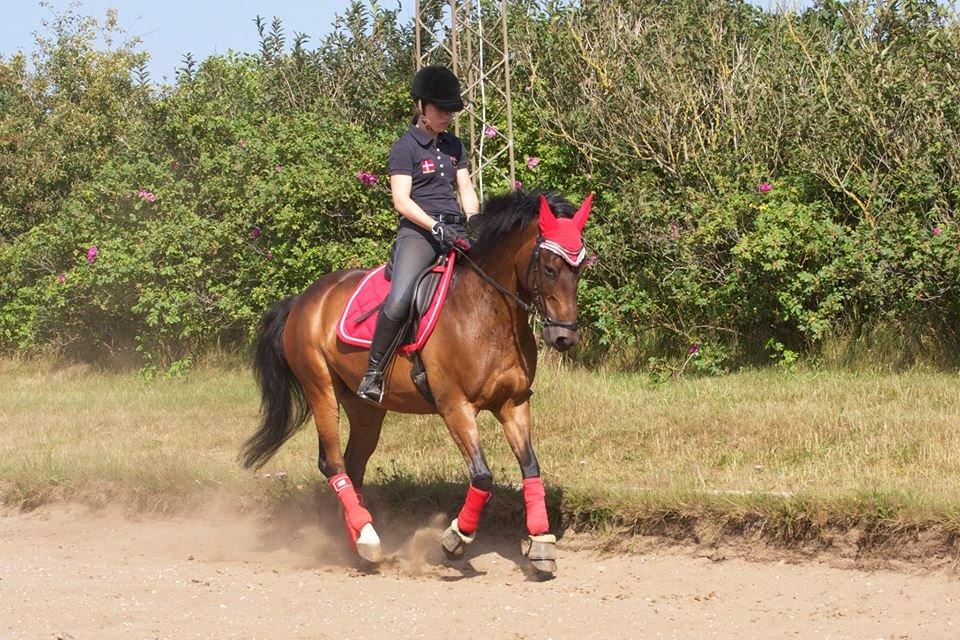 DSP Darling (Prinsessen<3) - Dejlig galop - sommer 2013! Bukholt photos billede 19