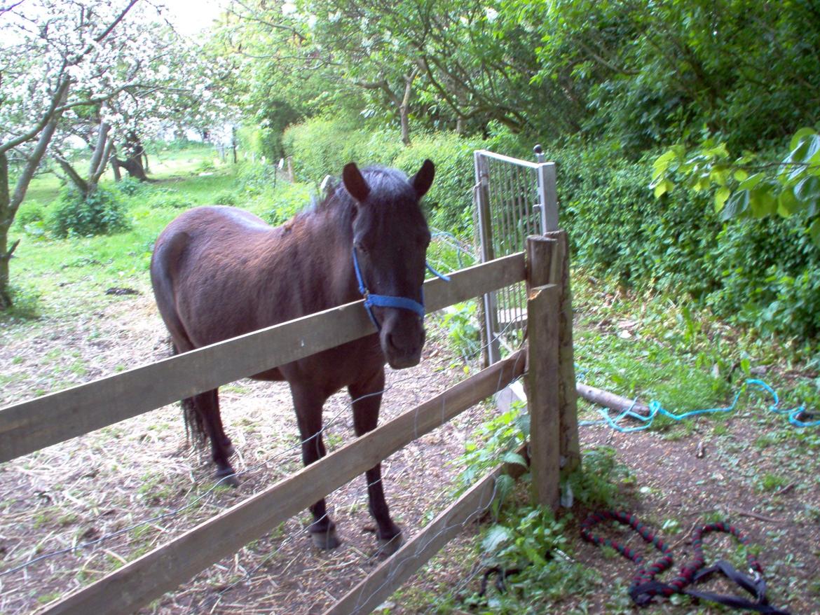 Anden særlig race Lucky billede 2