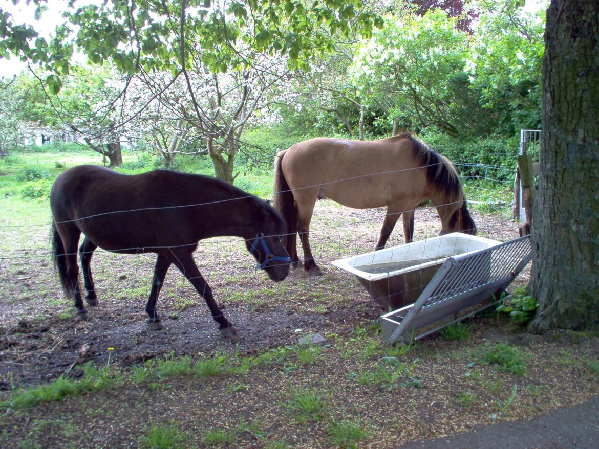 Anden særlig race Lucky billede 6