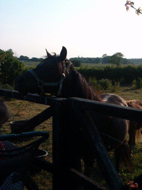 Anden særlig race Lucky - Velkommen til Luckys profil... Sommerfold billede 1